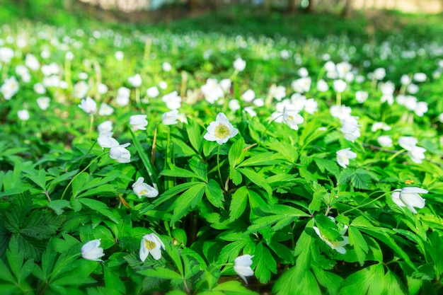 Erste Frühlingsblumen. Blühende Lichtung im Wald. Das Erwachen der Natur. Selektiver Fokus.