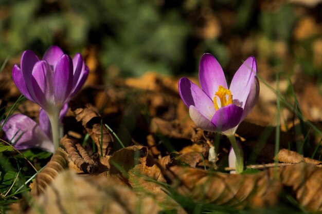 erste Frühlingsblumen. Krokus vernus