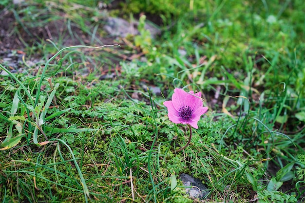 Erste Frühlingsblumen zarte rosa Frühlingsblume in einer Waldlichtung mit selektivem Fokus Idee für einen Hintergrund oder eine Postkarte Herzlichen Glückwunsch zum Frühling und Frauentag