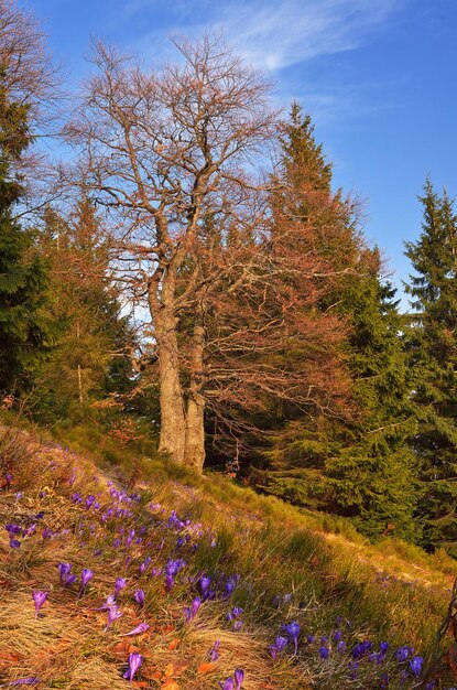 Erste Frühlingskrokusblüten in einem Bergwald. Karpaten, Ukraine, Europa