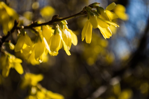 Erste gelbe Blüten der Forsythie Nahaufnahme Gelbe Blütenblätter mit Bokeh Foto von neuem Leben Foto zum Tag der Erde am 22. April