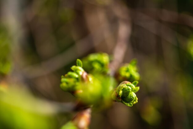 Erste grüne Blätter des Frühlinges auf schönem Garten- und Naturfoto des Himmelshintergrundes