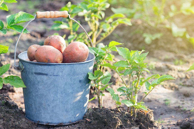 Erste Kartoffelernte am Sommertag