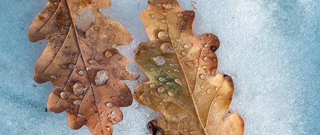 Erste Schneeflocken fallen Frostes Herbstblatt gefrorenes Blatt natürlicher Hintergrund