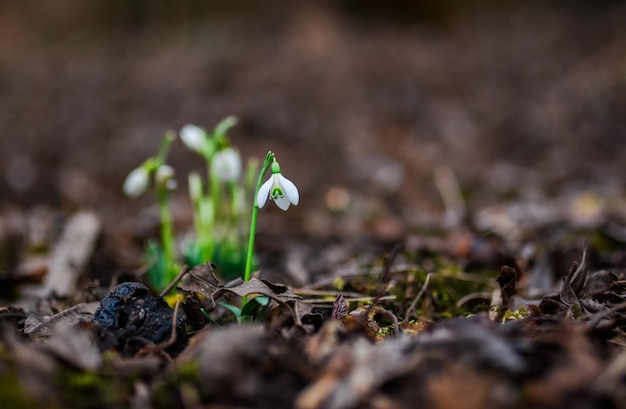 Erste Schneeglöckchen blühen im Frühling