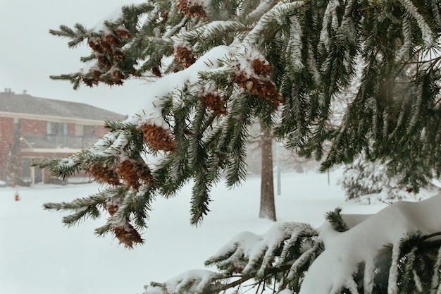 Erste schneekiefer kegel weihnachten arborvitae schöne glocken hell