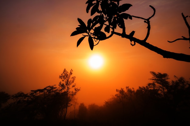 erste Strahlen der aufgehenden Sonne gehen durch den Nebel und Dew