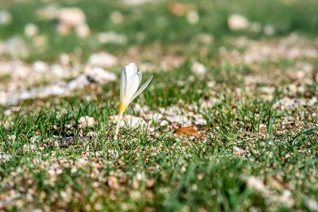 Erste weiße Krokusblüte unter jungem Gras