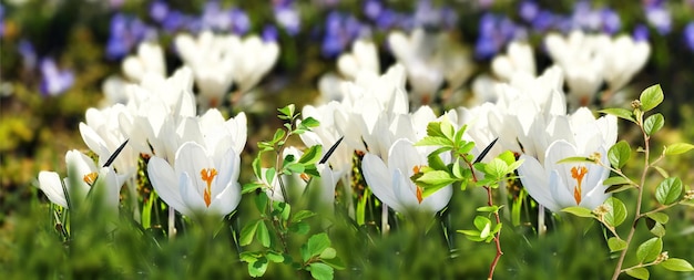 erste weiße Wildblumen und grüne Blätter und Kräuter im Stadtpark