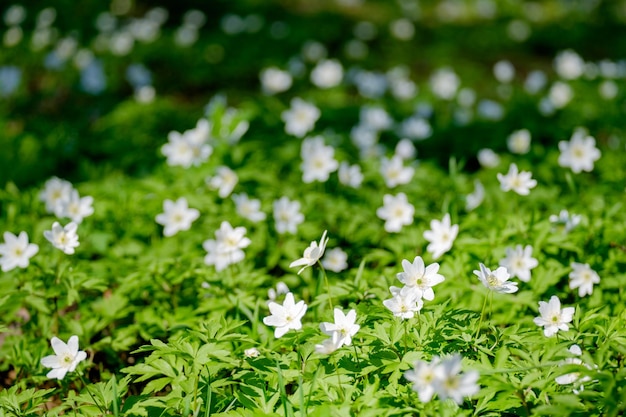 ersten Frühlingsblumen