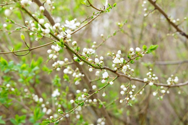 Erster blühender Baum. Erste Frühlingsblüte