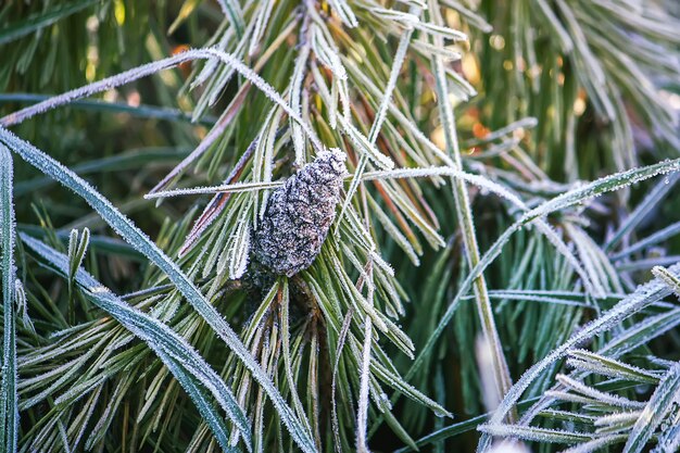 Erster Frost im Herbstpark. Frühmorgens im November. Nasse Äste und Blätter im Reif