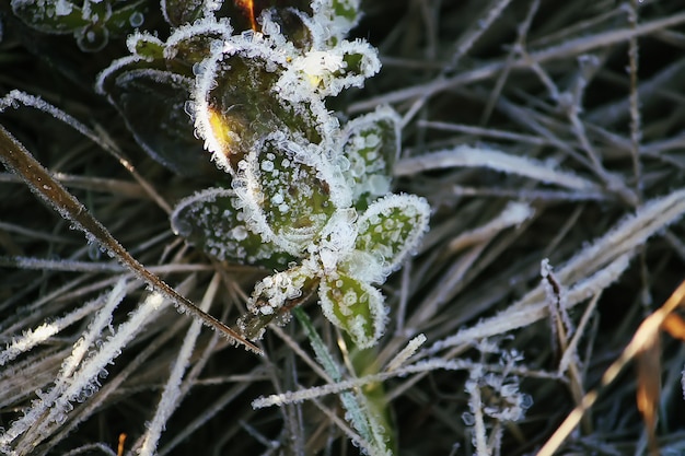 Erster Frost im Herbstpark. Frühmorgens im November. Nasse Äste und Blätter im Reif