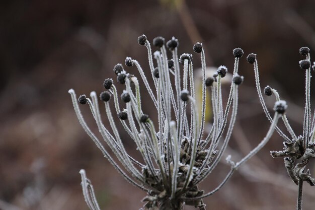 Foto erster frost