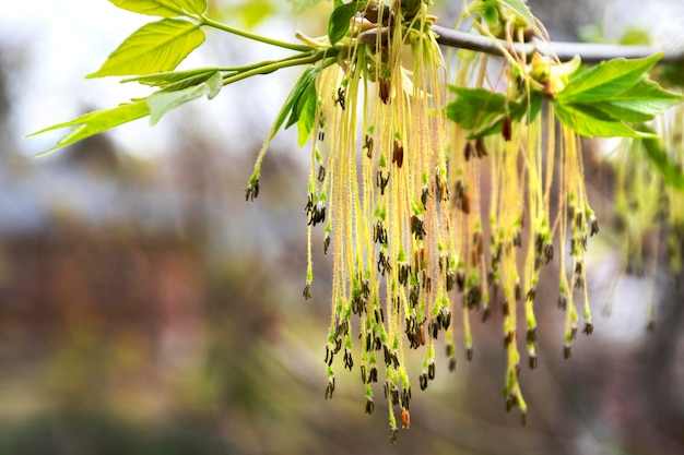 Erster Frühling junge sanfte Blätter und Knospen Nahaufnahme selektiver Fokus