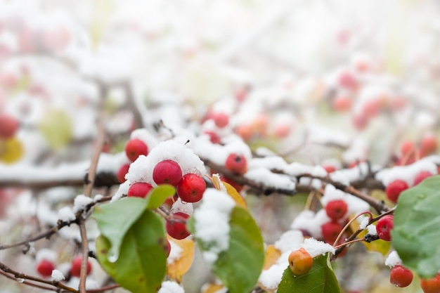 Erster Schnee auf dem Apfelbaum im Wald. Makrobild, selektiver Fokus