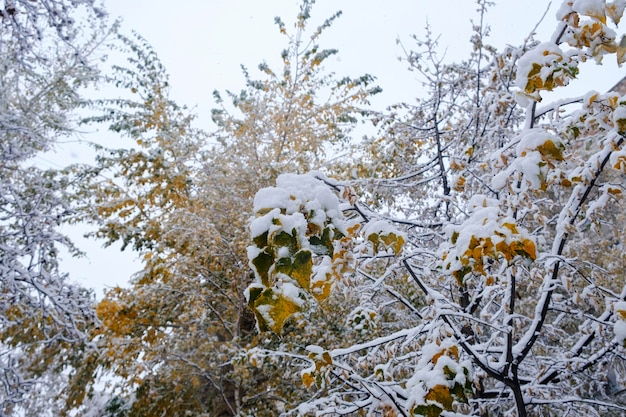 Erster Schnee auf den herbstlichen Ästen und Blättern der Straßen der Stadt