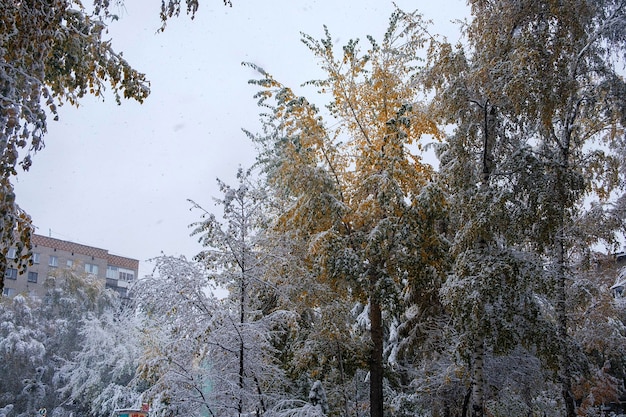 Erster Schnee auf den herbstlichen Ästen und Blättern der Straßen der Stadt