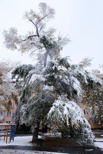 Erster Schnee auf den herbstlichen Ästen und Blättern der Straßen der Stadt