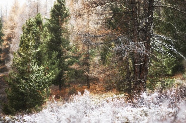 Erster Schnee im Herbstwald. Altai, Sibirien, Russland. Schöne Winterlandschaft. Wilder Wald mit Kiefern und Lärchen