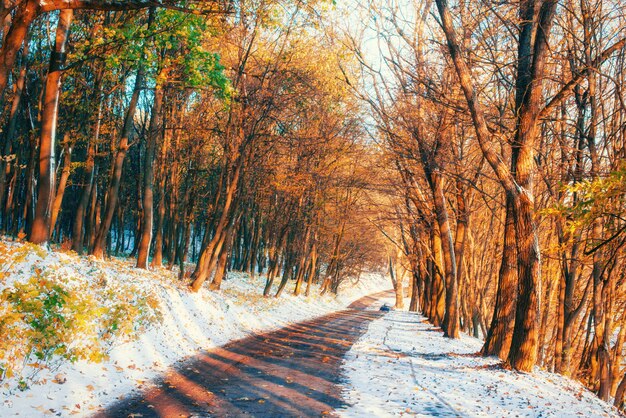 Erster Schnee im Wald. Schönheitswelt.