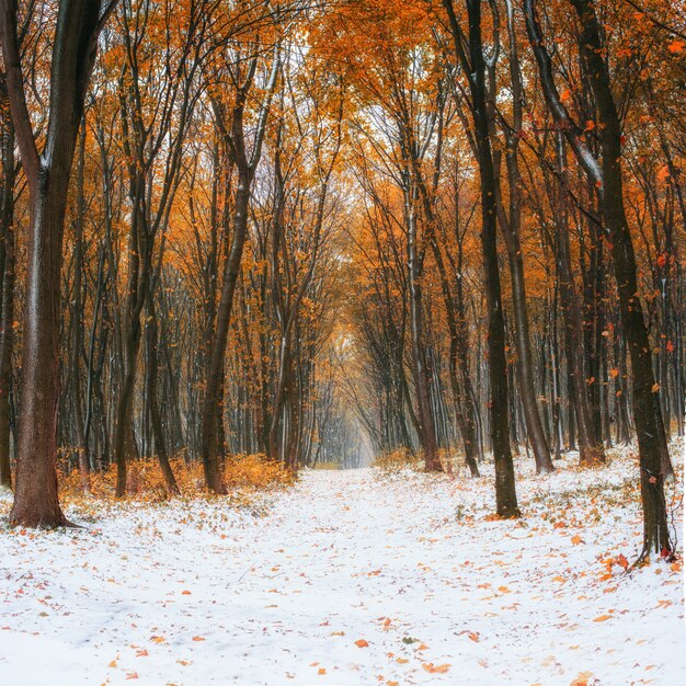 Erster Schnee im Wald.