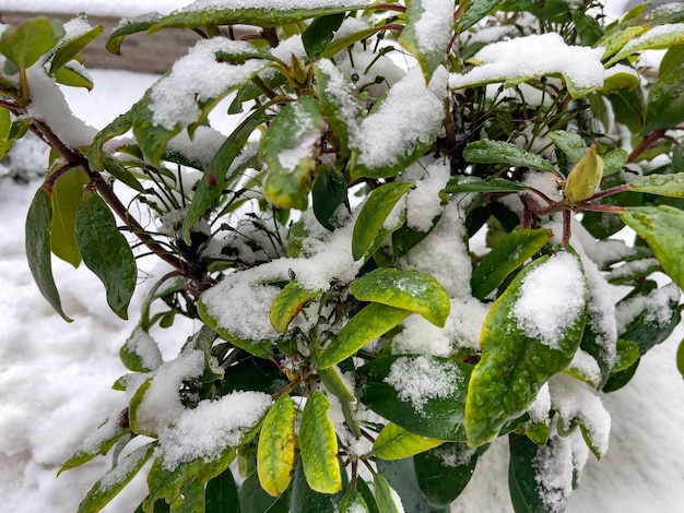 Erster Schnee in Moskau. Schnee auf grünen Blättern.