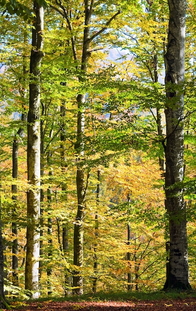 Erstes herbstliches gelbes Laub im sonnigen Buchenwald