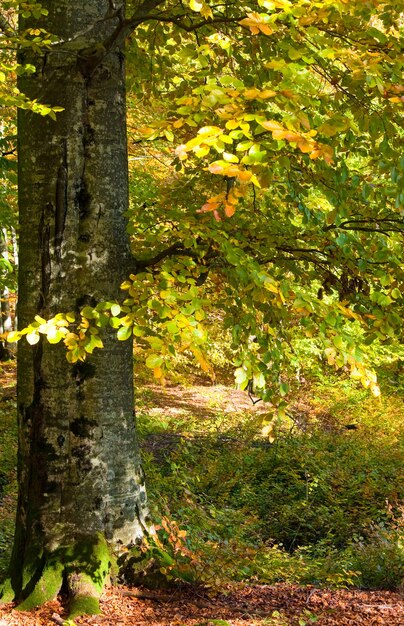 Erstes herbstliches gelbes Laub im sonnigen Buchenwald