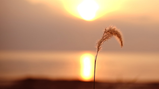 Erva daninha, com, pôr do sol, bokeh, fundo