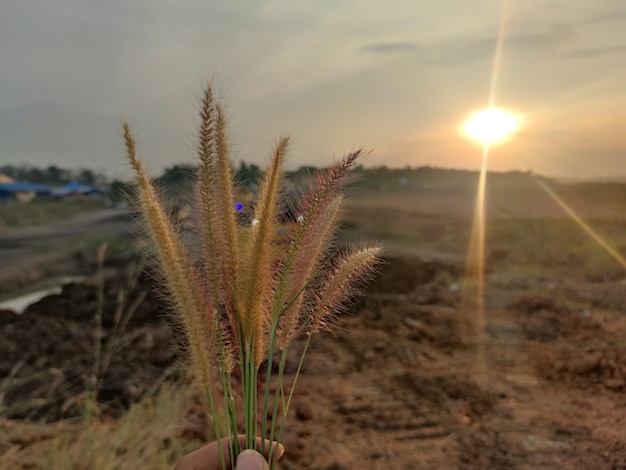 erva daninha tirada com foto de foco à tarde