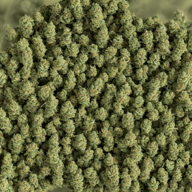 Erva daninha, visão de close-up de cannabis