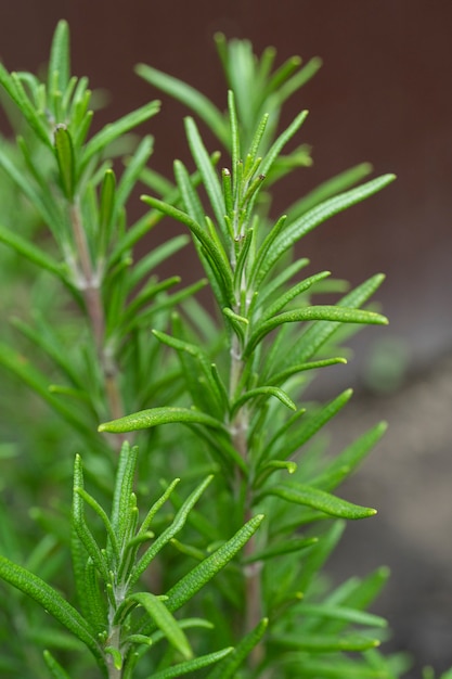 Foto erva de alecrim fresca cresce ao ar livre. macro de jardim de ervas com alecrim vista de perto