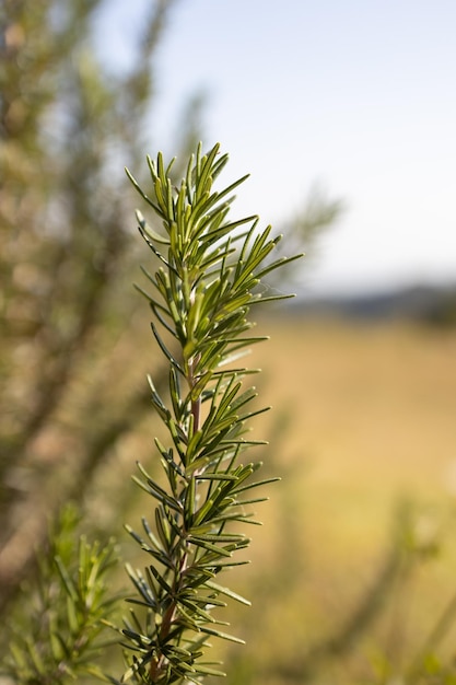 Erva de alecrim fresco cresce ao ar livre folhas de alecrim Closeup