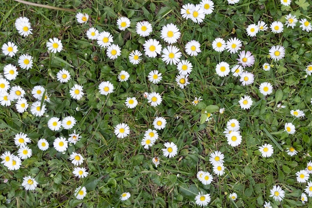 Erva de flores de margarida branca em fundo de jardim de campo verde de natureza abstrata floral