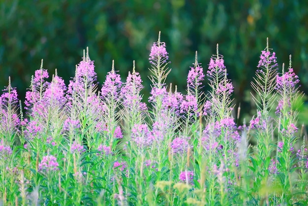 Foto erva-de-fogo fundo flores cor-de-rosa ivan chá