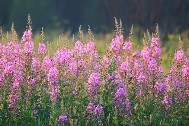 Foto erva-de-fogo fundo flores cor-de-rosa ivan chá