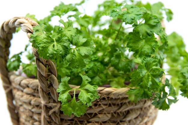 Erva de salsa crescendo em um vaso de flores salsa fresca isolada no fundo branco