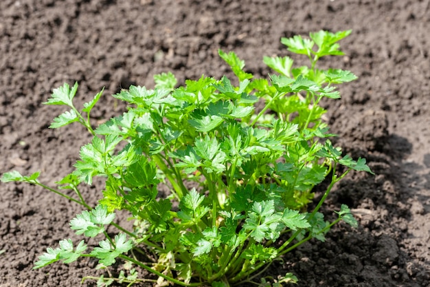 Erva de salsa verde na fazenda