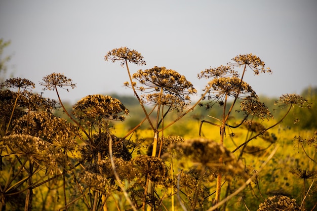 Foto erva-doce seca no campo