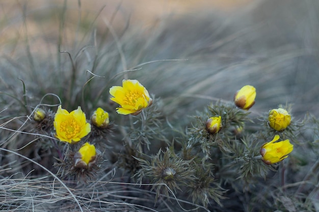 Erva medicinal Adonis vernalis flores do início da primavera