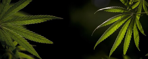 Erva medicinal da região sul. Arbusto de cannabis no panorama do pôr do sol. Folha a céu aberto de cânhamo.
