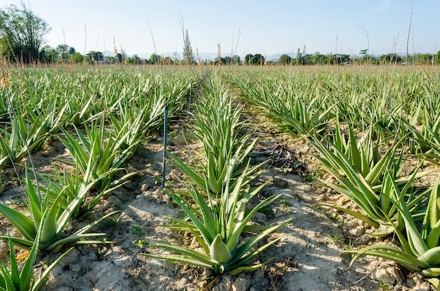 Erva no cultivo do campo de plantação da planta de aloe vera, fazenda e agricultura na tailândia