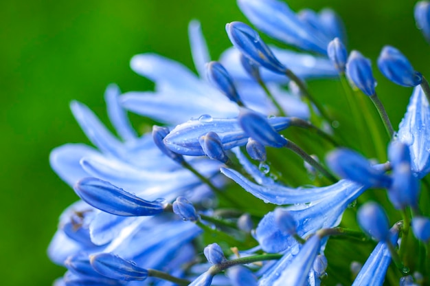 Foto erva perene bluebell flor flores azuis violeta