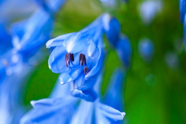 Foto erva perene bluebell flor flores azuis violeta