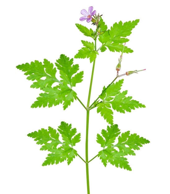 erva Robert Roberts geranium é herbalismo tradicional usado como remédio para dor de dente e hemorragias nasais