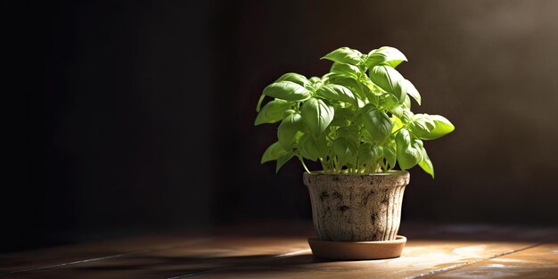 Foto erva verde planta flor vegetal em vaso basil mock-up decorativo cena cores vintage vista