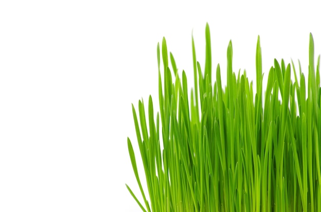 erva verde