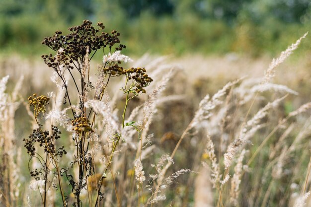 Ervas aromáticas de verão no campo sob os raios do sol quente do dia