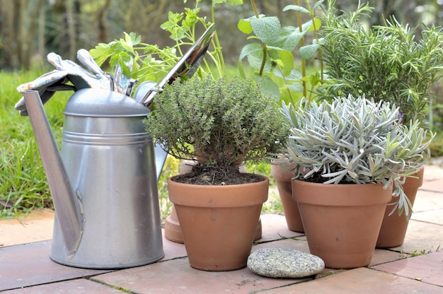 Ervas aromáticas em vaso em um pátio